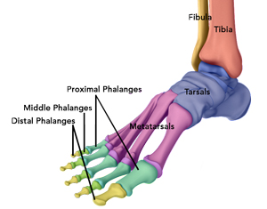 Anatomy of the Foot and Ankle