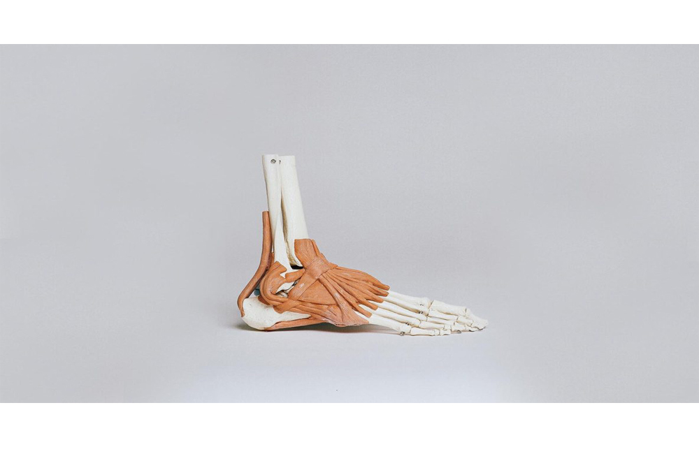 Ankle cartilage surgeons